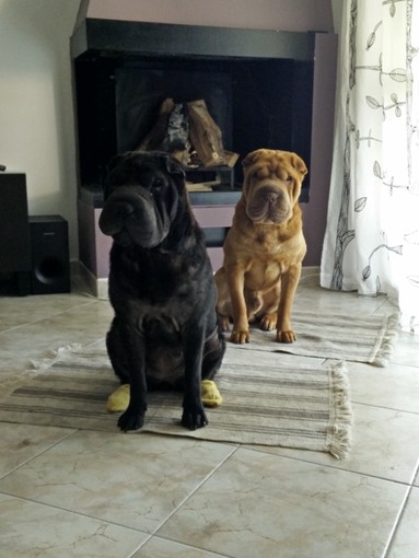 Finale non è un paese dog friendly: le riflessioni di un nostro lettore
