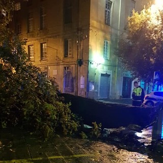 Savona, albero cade nella notte in località Santuario: due scooter danneggiati (FOTO)