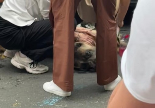 Dramma in auto sotto il sole a Loano: cane salvato in extremis da un milite della Croce Verde di Torino