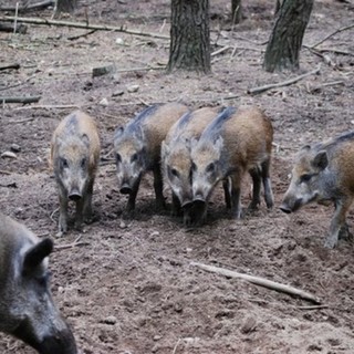 Il 14 luglio a Rialto un incontro pubblico informativo sulla Peste Suina Africana