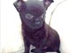 &quot;Blade&quot;, il cucciolo di chihuahua rubato a Vado Ligure è stato ritrovato a Nizza