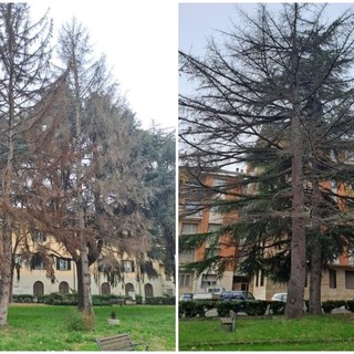 Verde pubblico, "Insieme per Carcare": "Gli abeti nei giardini del 'Calasanzio' sono secchi, vanno rimossi". Mirri: "Intervento già programmato"