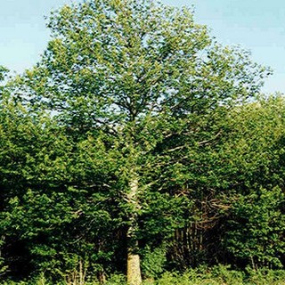 Con la ripresa del castagno nuove opportunità di lavoro in Provincia di Savona