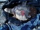 Tartaruga caretta caretta trovata senza vita sulla spiaggia di Spotorno