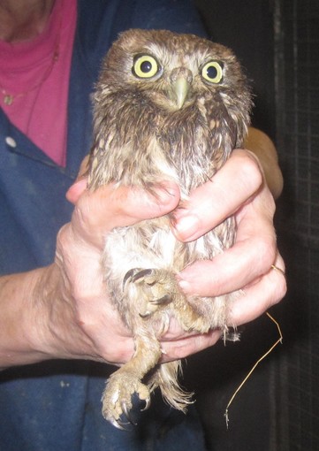 Quiliano: triste soccorso natalizio di una civetta