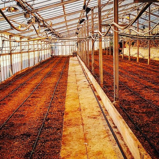 Serra di canapa tra Ceriale ed Albenga Serra di canapa tra Ceriale ed Albenga