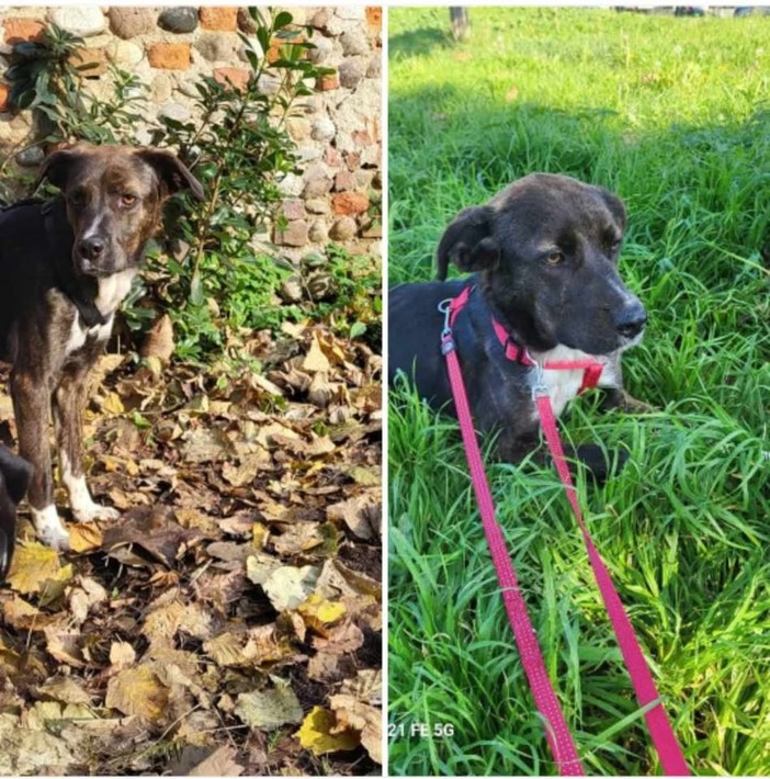 Smarrita la cagnolina Hope: l'appello per ritrovarla a Savona Smarrita la cagnolina Hope: l'appello per ritrovarla a Savona