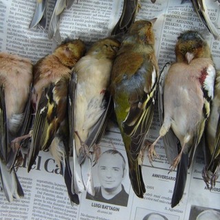 "Caccia selvaggia", gli ambientalisti: "Giochetti clientelari sulle spalle del patrimonio faunistico pubblico"