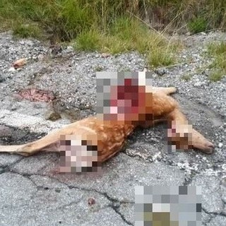 Lupi sbranano due caprioli lungo la provinciale tra Bardineto e Toirano (FOTO)
