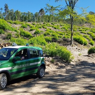 Finale, sacchetto con interiora di animale abbandonato a bordo strada: l'Asl alle verifiche