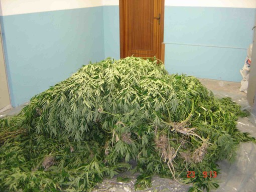 Alassio, coltivavano marijuana in casa: convalidato l'arresto Alassio, coltivavano marijuana in casa: convalidato l'arresto
