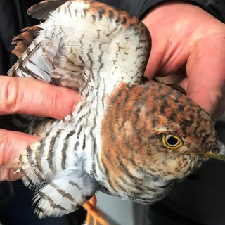 Un gruppo di gazze attacca un cuculo. Volontari Enpa soccorrono l'animale ferito
