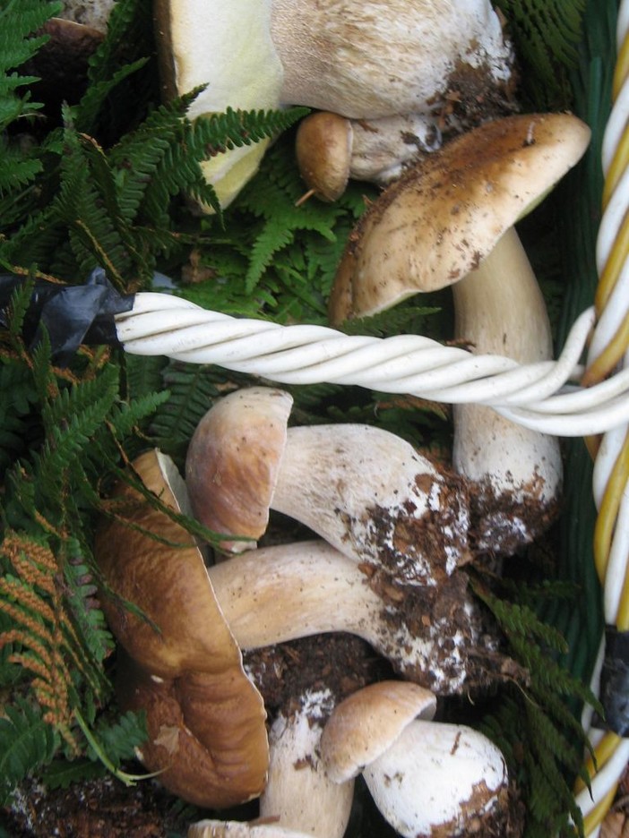 Fungaioli dispersi a Cairo e a Sassello: recuperati