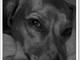 Animali contesi in caso di eredita' o separazione? Animali contesi in caso di eredita' o separazione?