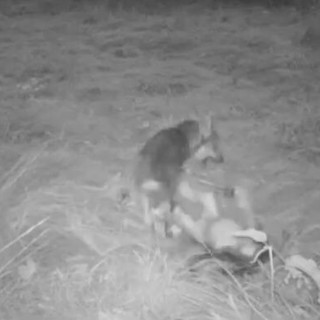 Salti, muso contro muso e capriole: cuccioli di lupo giocano nei boschi della Val Bormida (VIDEO) Salti, muso contro muso e capriole: cuccioli di lupo giocano nei boschi della Val Bormida (VIDEO)