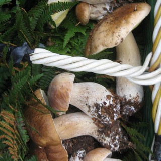 Fungaioli dispersi a Cairo e a Sassello: recuperati