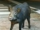 Spotorno, un cinghiale a spasso per le vie della città (FOTO)