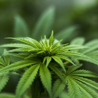 Decreto dà il via alla Cannabis a tavola. Coldiretti: "Grandi opportunità per le coltivazioni Made in Liguria"