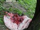 Seguendo le tracce di sangue (foto): perquisizione domiciliare al cacciatore - bracconiere
