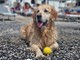 Giornata mondiale del cane festeggiata in spiaggia a Pietra Ligure