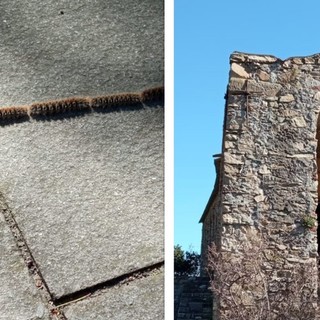 Nuovo allarme processionaria nelle frazioni di Alassio (FOTO)