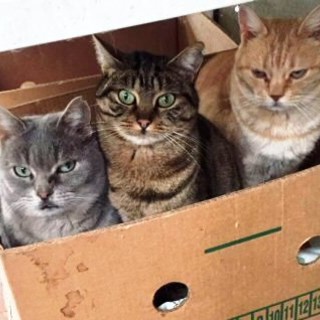 È mancata Bruna Perez, decana dei gattari, lutto a Savona