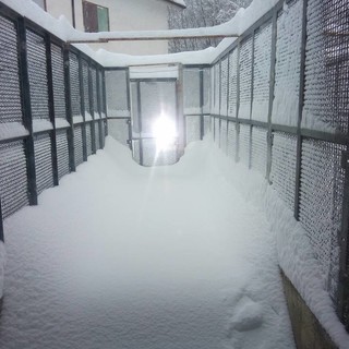 Il canile di Cairo è sommerso dalla neve, l'appello dei volontari: "Ci serve aiuto" (FOTO e VIDEO)