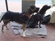 Cane ucciso da due coltellate ad Albissola: accolta la costituzione di parte civile di Stop Animal Crimes Italia