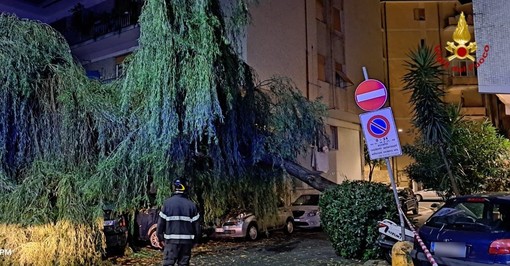 Crolla un salice ad Albissola: intervento di protezione civile e vigili del fuoco (FOTO)