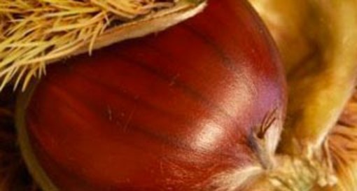 Le castagne, il buon frutto d’autunno Le castagne, il buon frutto d’autunno