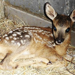 Caccia, l'Enpa attacca: "Dal 3 gennaio potranno essere uccisi i cuccioli e le madri di caprioli e daini"