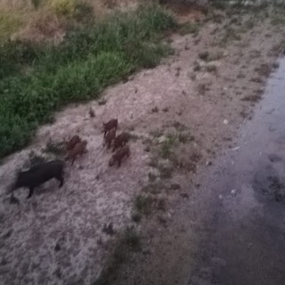Spotorno, cinghiali a spasso in un rio vicino al centro abitato (FOTO e VIDEO)