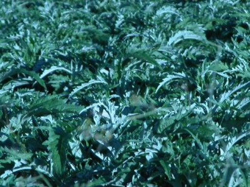 Un campo di carciofi