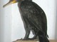Cormorani in pericolo ad Osiglia. Enpa: "Colpevoli di mangiare i pesci"