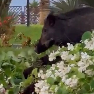Varazze, mamma cinghiale e cuccioli al "pascolo" in centro città (VIDEO)