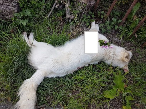 Cane ucciso a Casanova Lerrone, l'ENPA Savona: "Le nostre guardie zoofile a disposizione dei Carabinieri per le indagini" Cane ucciso a Casanova Lerrone, l'ENPA Savona: "Le nostre guardie zoofile a disposizione dei Carabinieri per le indagini"