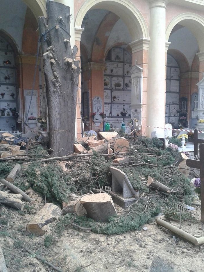 Leca d'Albenga, resti di albero sulle tombe ed esplode la polemica Leca d'Albenga, resti di albero sulle tombe ed esplode la polemica