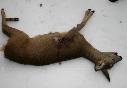 Caccia sulla neve, Wwf e Lega abolizione caccia vincono il primo pronunciamento Caccia sulla neve, Wwf e Lega abolizione caccia vincono il primo pronunciamento