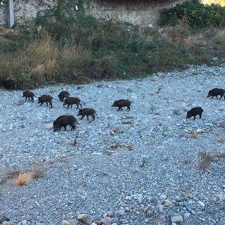 "Invasione" di cinghiali a Savona, inviata una lettera al sindaco: "Cosa intende fare l'amministrazione?"