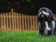 Cani in giardino: come tenerli al sicuro