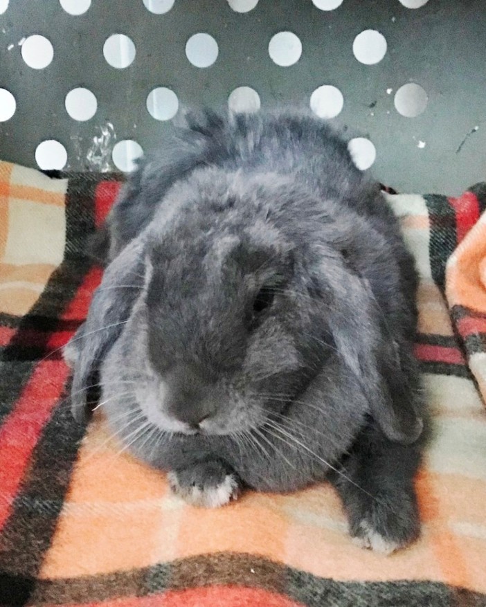 Savona, coniglio precipitato da un terrazzo soccorso dai volontari della Protezione Animali Savona, coniglio precipitato da un terrazzo soccorso dai volontari della Protezione Animali