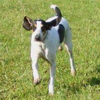 Giusvalla, smarrite queste due cagnoline: diamogli una mano a tornare a casa