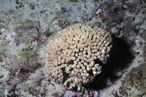 Nasce SCIE, il primo progetto ligure per salvare il corallo "Madrepora a cuscino"