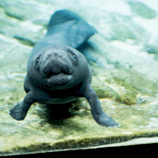Acquario di Genova: è morta la cucciola di lamantino