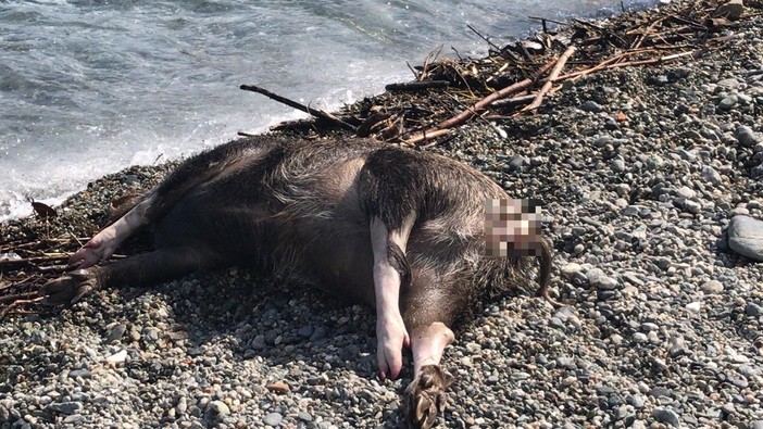 Cinghiale "spiaggiato" ad Albisola