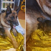 Albenga, cane pastore tedesco partorisce sul marciapiede in viale Pontelungo Albenga, cane pastore tedesco partorisce sul marciapiede in viale Pontelungo