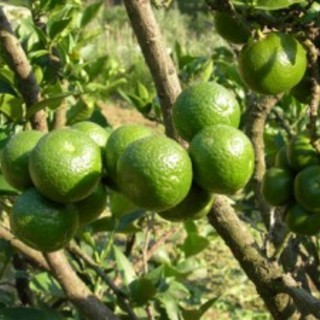 Savona: il Chinotto grande protagonista all'evento Eataly di New York