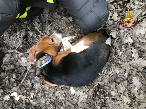 Vigili del fuoco soccorrono un cane in un sentiero tra Loano e Ranzi Vigili del fuoco soccorrono un cane in un sentiero tra Loano e Ranzi