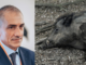 Peste suina, iniziata la posa delle reti in Liguria. Costa: "Creeremo una zona rossa"