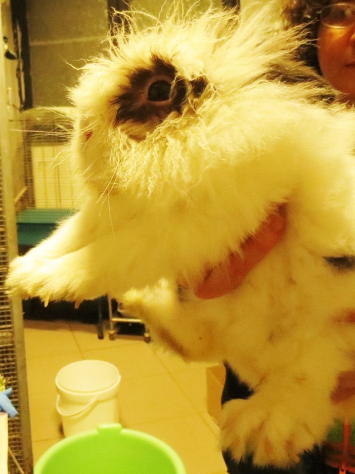 Abbandonato coniglio a Cairo: la denuncia dell'Enpa